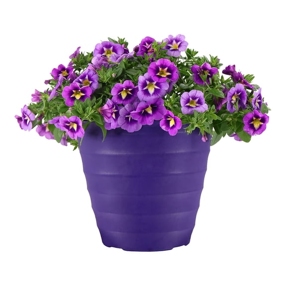 Expert Gardener 14" Purple Bicolor Calibrachoa Live Plants in 7" Decorative Pot Full Sun