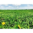 thumbnail image 3 of EcoTurf Perennial Peanut Grass - 3 Live Plants - Arachis Glabrata - Drought Tolerant Low Maintenance Ground Cover, 3 of 9