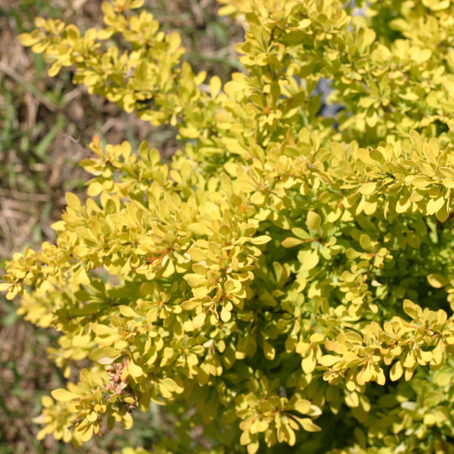 Proven Winners ColorChoice 5" Yellow Sunjoy Citrus Barberry Live Plant in 4.5" Pot (4 Count)