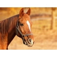 thumbnail image 3 of Juguete para caballos Horsemen's Pride Jolly Ball 10 con aroma a manzana, 3 of 3