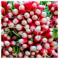 thumbnail image 2 of Everwilde Farms - 1 lb French Breakfast Radish Seeds - Gold Vault Bulk Seed Packet, 2 of 3