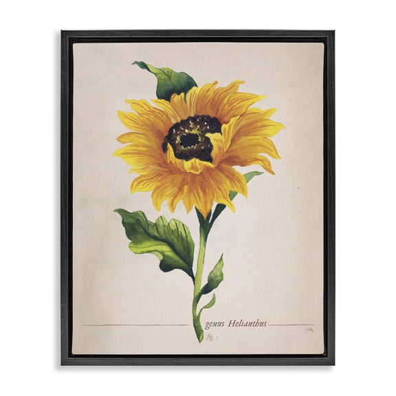 Stupell Industries French Country Single Sunflower Blossom Genus Name Study Page Black Floating Frame Canvas Art, 17 x 21, by Elizabeth Medley