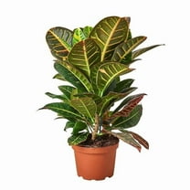 House Plant Dropship 6-CROTON-PETRA-NURSERY.POT 6 in. Croton Petra Josephs Coat Nursery Pot