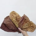 thumbnail image 6 of 20Pcs Water Quality Purification Tablet Catappa Leaves For Aquariums Almond Leaves For Fish Almond Leaves For Catappa The Leaves Of The Almond Catappa Tank Create An Environment, 6 of 6