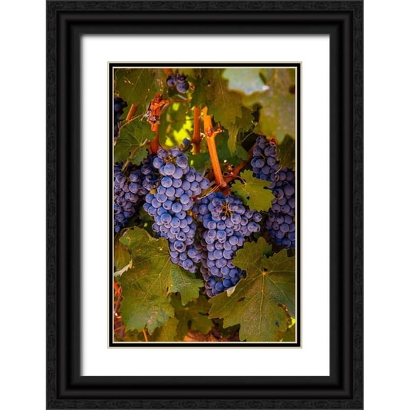 Duval, Richard 23x32 Black Ornate Wood Framed with Double Matting Museum Art Print Titled - Washington State-Walla Walla Clusters of Cabernet Sauvignon gather sunlight hours before harvest