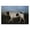 Alert Hunting Dog in Field, variant on Stupell Industries Transitional Saddled & Ready For The Show Black Floating Frame Canvas Art, 25 x 17, by Petals Prints Design