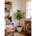 thumbnail image 4 of Flora Bunda CS3172E-GY 28' Olive Tree in 7.25' Cement Pot,Gray, 4 of 5