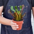 thumbnail image 2 of Croton Mammy Live Plant for Indoor | Different Houseplants in 3'' Pot | Real House Plant for Living Room, Office, Desk & Bathroom | Codiaeum | Mammy, 2 of 6