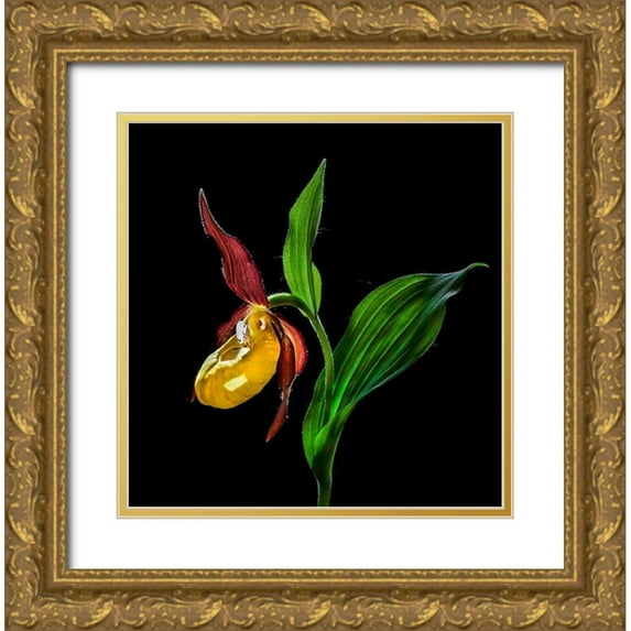 De Angelli, Nora 26x27 Gold Ornate Wood Framed with Double Matting Museum Art Print Titled - Macro CloseUp Photograph of The Ladys Slipper Orchid Flower In the Wild
