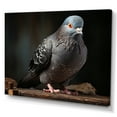 thumbnail image 2 of Designart "Portrait of a Grey Dove I" Animals Canvas Wall Art, 2 of 5