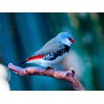 thumbnail image 2 of Perry, William 14x12 White Modern Wood Framed Museum Art Print Titled - Red Grey Diamond Firetail Finch Plumage Close-Up Native of Australia, 2 of 4