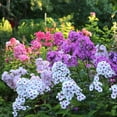 Mixed Phlox Seeds for Planting 1500+ Popstars Phlox Seeds Creeping