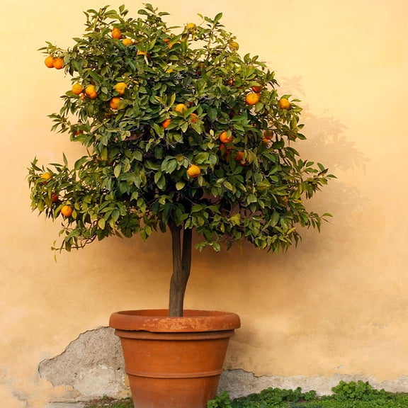 Brighter Blooms - Owari Satsuma Mandarin Tree, 1-2 ft. - No Shipping To AK, AL, AZ, CA, FL, GA, HI, LA, MS, OR, TX