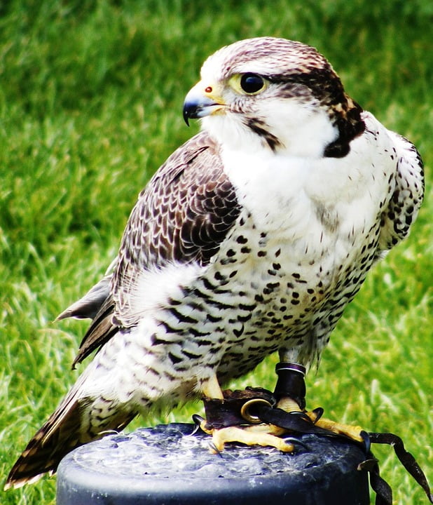 Beak Predator Raptor Bird Hawk Wild Feathers12 Inch BY 18 Inch Laminated Poster With Bright