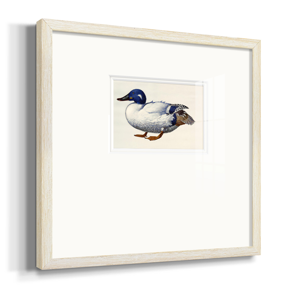 White and Blue MallardPremium Framed Print