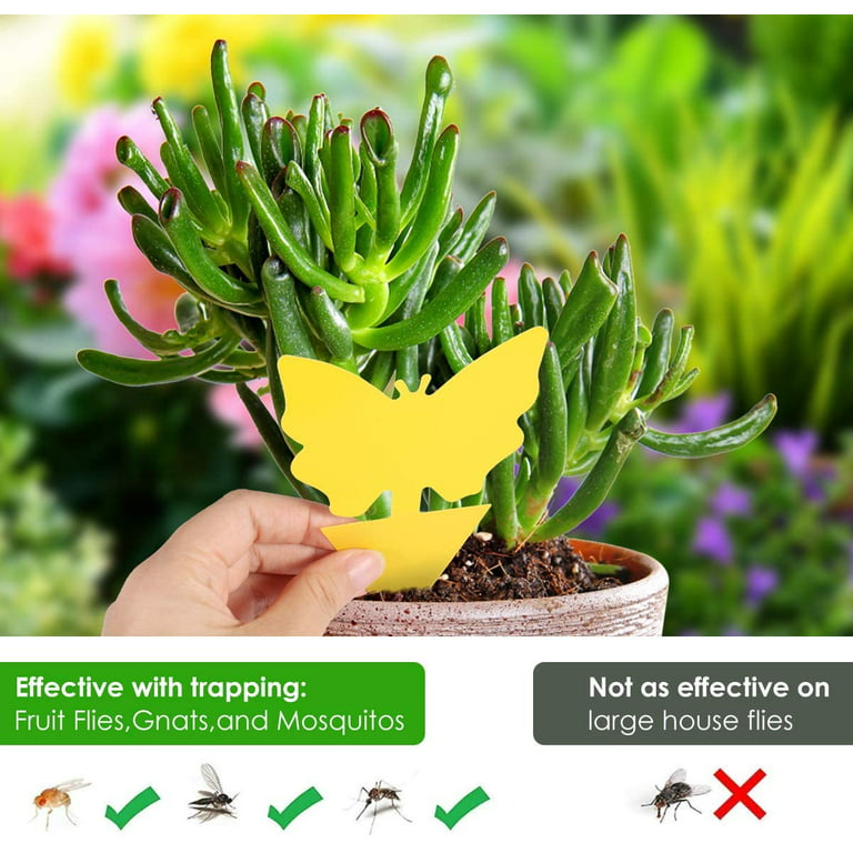 10pcs Sticky Traps Plant Trap for Fungus Gnat, Fruit Fly Traps for Mosquito  and Bug Indoor & Outdoor, Pest Insect Catcher Killer