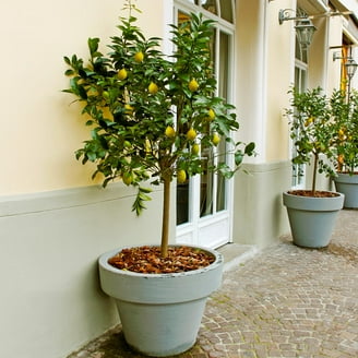fiddle leaf fig tree plant Little Fiddle Leaf Fig Medium / White