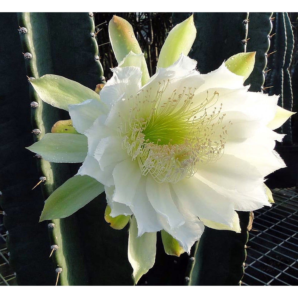 Night Blooming Cereus Cactus Cereus peruvianus 6" Pot