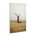 thumbnail image 4 of Stupell Industries Stoic Tule Elk Landscape & Nature Photography Wrapped Canvas Art Print Wall Art, 24 x 36, 4 of 8