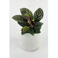 thumbnail image 3 of Calathea Ornata (Pinstripe Calathea) - Live Air-Purifying Indoor Plant in Nursery Pot – Easy Care, Low Maintenance Houseplant for Home & Office Decor, Natural Air Cleaner, Best for Beginners (6"Pot), 3 of 7