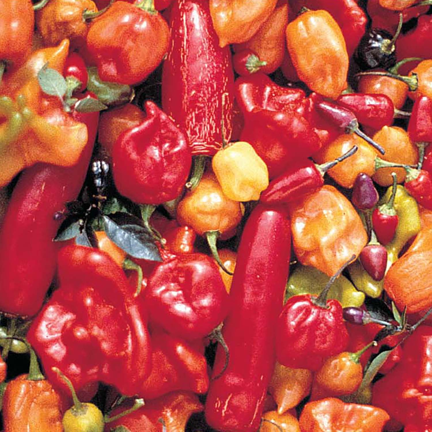 Ferry-Morse 250MG Pepper Plantation Hot Mix Annual Vegetable Seeds, Full Sun
