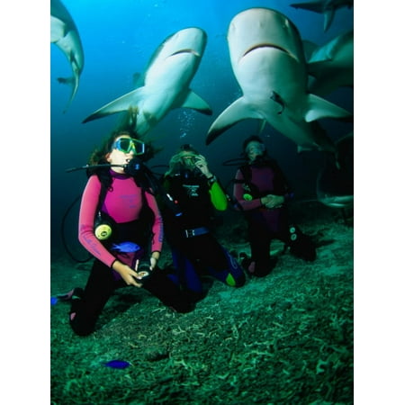 Kneeling in the Coral Rubble as Caribbean Reef Sharks Swim along the Tongue of the Ocean, Bahamas Print Wall Art By Michael