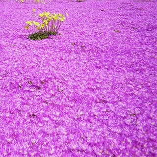 Irish Moss Ground Cover Plants & Seed