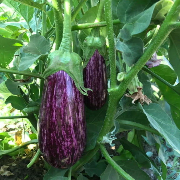 Eggplant Seeds - Annina Organic Variety Eggplant Seeds - Non-GMO - 50 Seeds