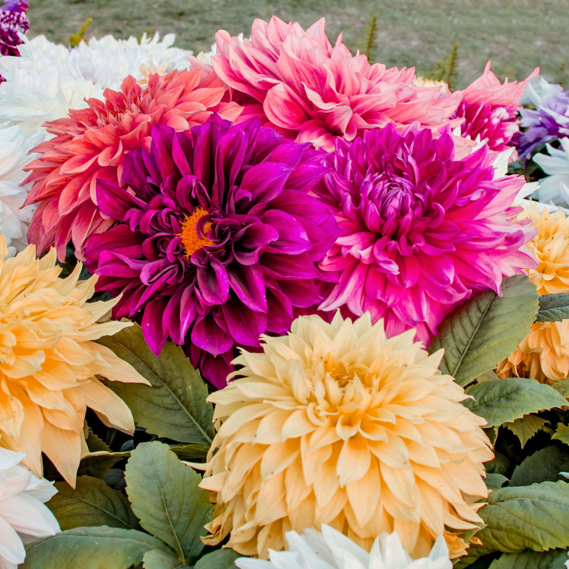 National Plant Network Dahlia Dinner Plate Mixed Bulbs (5-Pack)