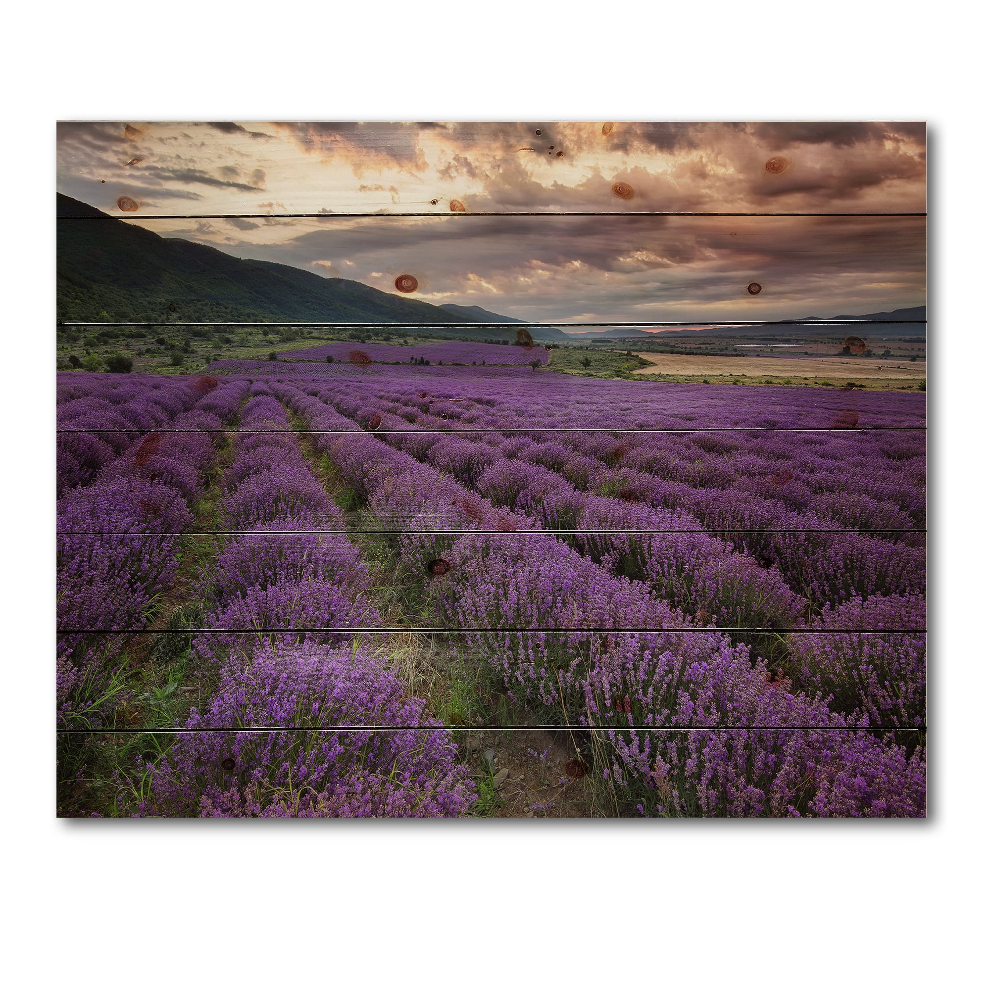 Designart 'Lavender Field At Sunrise I' Farmhouse Print on Natural Pine Wood