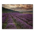 thumbnail image 3 of Designart 'Lavender Field At Sunrise I' Farmhouse Print on Natural Pine Wood, 3 of 5