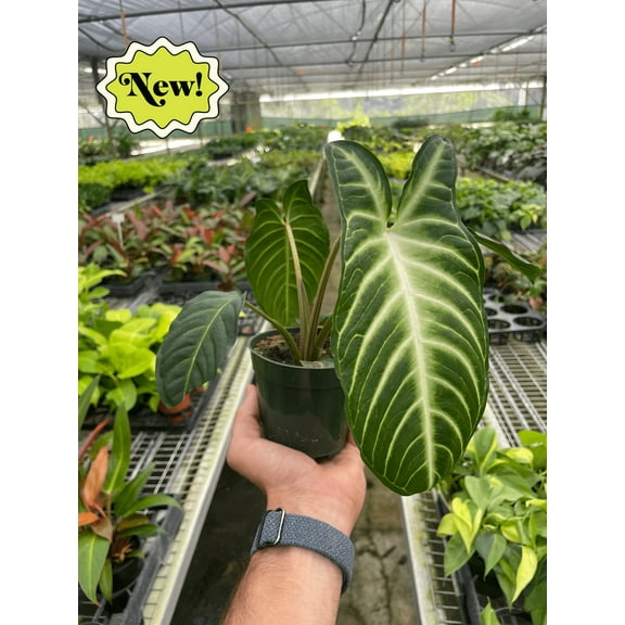 Xanthosoma 'Lendenii' in 4" Pot | Live Plant for Indoor | 7 - 12 inch Tall