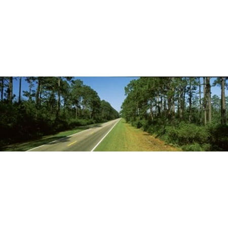 Trees both sides of a road Route 98 Apalachicola Panhandle Florida USA Poster