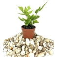 thumbnail image 3 of Mini Fairy Garden - Terrarium Fern Assortment - 6 Live Plants in 2 Inch Pots - Rare Ferns from Florida - Growers Choice Based On Health, Beauty and Availability, 3 of 6
