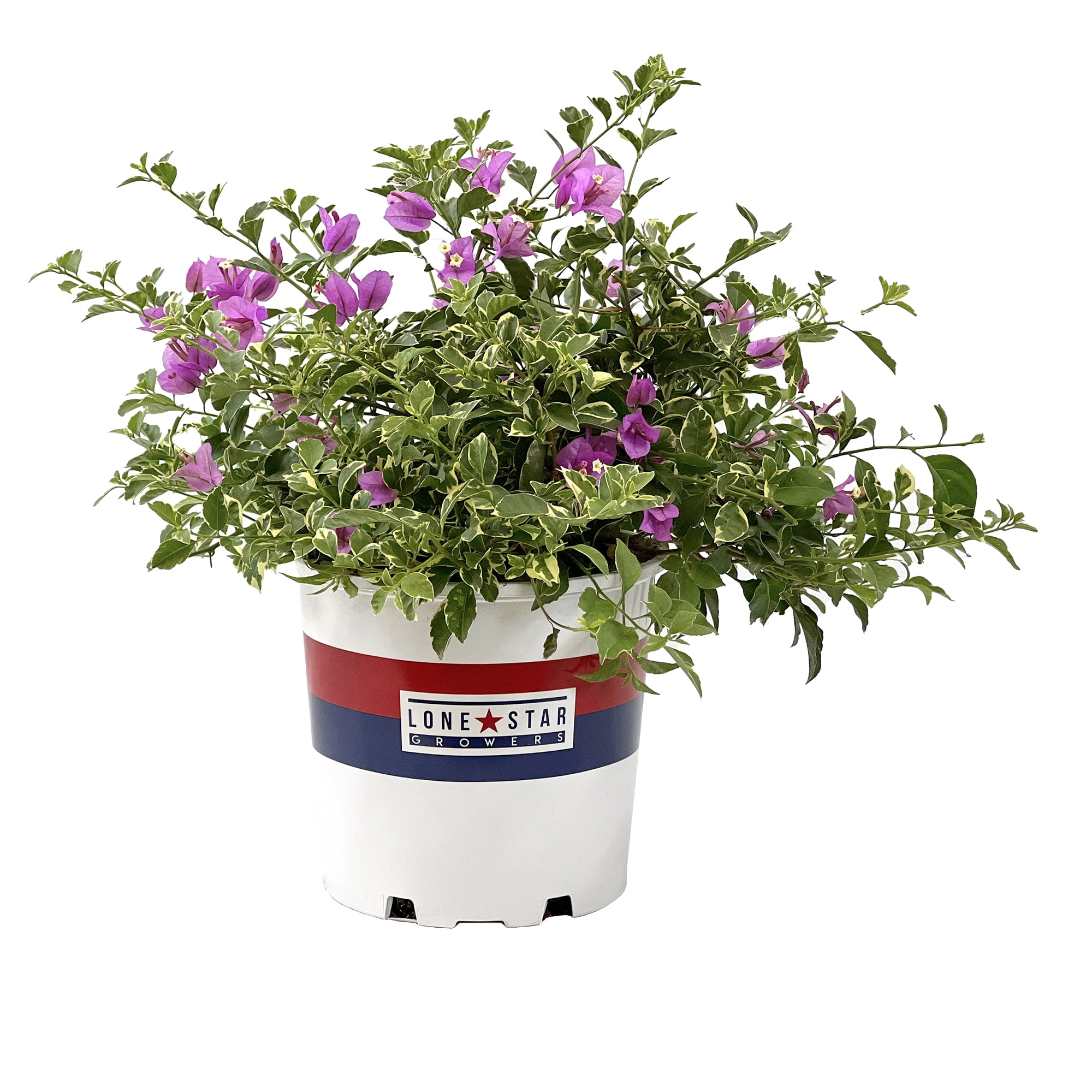 "Lone Star Growers Bougainvillea Blueberry Ice, 16""- 18"" Tall