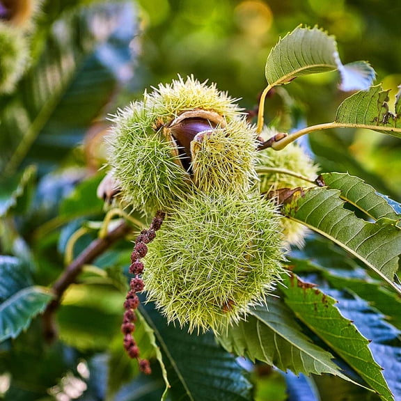 Brighter Blooms - Chinese Chestnut Tree, 4-5 ft. - No Shipping to AK, AZ, CA, HI, OR, TX, WA