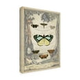 thumbnail image 2 of Trademark Fine Art 'Vintage Butterfly Bookplate' Canvas Art by Vision Studio, 2 of 3