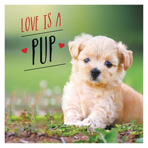 Pre-Owned Love is a Pup : A Dog-Tastic Celebration of the World's Cutest Puppies (Hardcover)