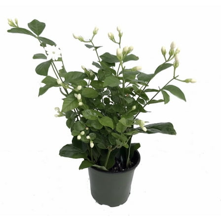 Ohio Grown Arabian Tea Jasmine Plant - Maid of Orleans - 4" Pot