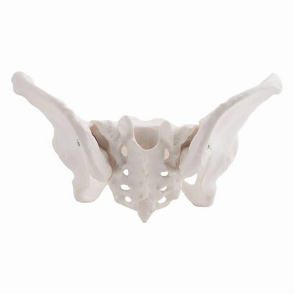 Life Size Female Pelvis Model, Hip Model - Anatomy Bone Pelvic Anatomical