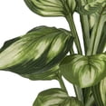 thumbnail image 4 of LCG Florals Artificial Plant, Faux Designer Hosta Plant, 28in, Modern Brown Basket Stand, Artificial Indoor Plant for Living Room, Office, & Home Décor, 4 of 8