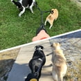 thumbnail image 7 of Double Dog Leash with 2 Handles, 360 Swivel No Tangle Dual Dog Leash, Comfortable Shock Absorbing Reflective Bungee for Two Pets (18~120 lbs, Black), 7 of 7