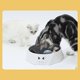 thumbnail image 3 of SCSYV Interactive Cat Turntable Electric 2 Speed Adjustable Automatic Puzzle Catch Mouse Play Cat Toy for Pet Supplies, 3 of 5