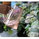 thumbnail image 4 of Regadera para interiores, pequeñas regaderas para plantas de interior, flores, suculentas, 50 oz (Gary), 4 of 6