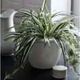 thumbnail image 3 of The HC Companies Pot Auto-Arrosant Sevilla avec Disque Interne, 12 Pouces, Blanc, 3 of 6