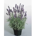 thumbnail image 6 of RedCrocus Hidcote English Lavender - Aromatic, Drought Tolerant, Non-Toxic, Attracts Pollinators, Fragrant Shrub for Borders and Gardens, Easy Care  2 Gallon, 6 of 36