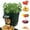 10 Gal [1Pack], variant on Djiypn Potato Grow Bags,(4 Pack 10 Gallon) Garden Vegetables Growing Planter with Durable Handles and Flap, Plant Pots for Tomato, Vegetable and Fruits, Green