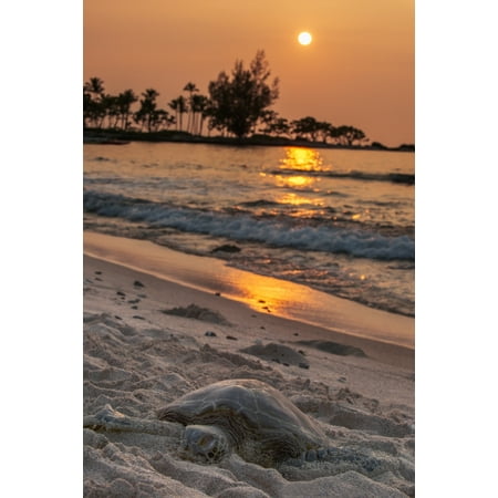 A sea turtle rests on the beach at sunset near Kailua-Kona Island of Hawaii Hawaii United States of America Canvas Art - Carl Johnson  Design Pics (12 x