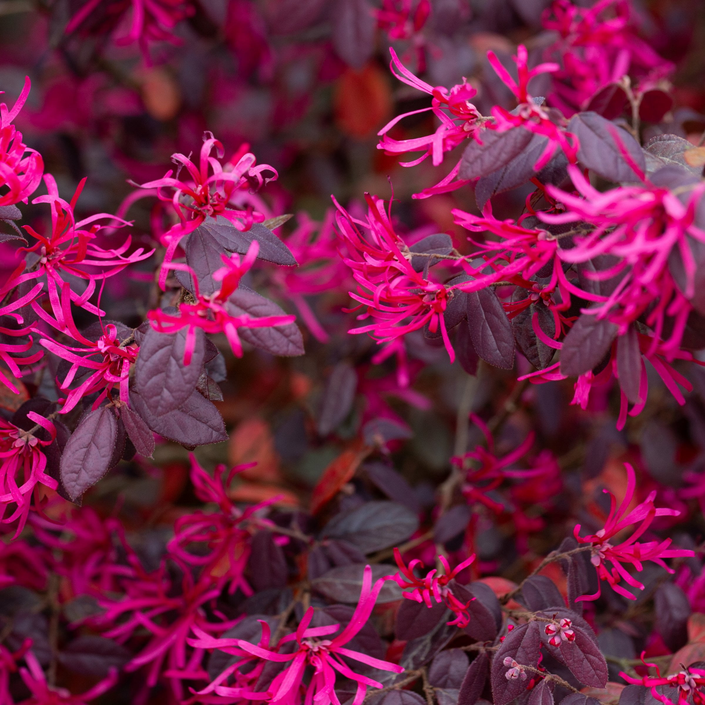 Live Shrub 2 gal Red Chocolate Loropetalum with Full Sunlight