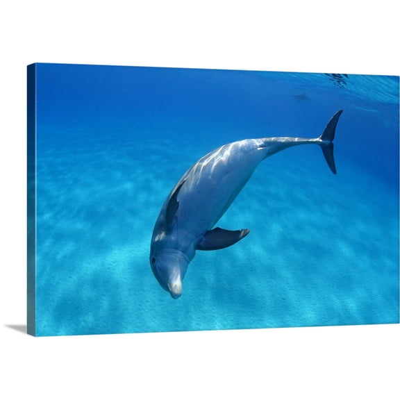 Great BIG Canvas | "Caribbean, Bahamas, Bahama Bank, Atlantic Bottlenose Dolphin" Canvas Wall Art - 48x32